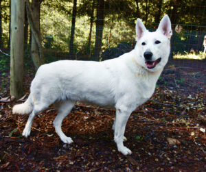 AKC German Shepherd Puppies (White) – Laguna Creek Ranch White German ...