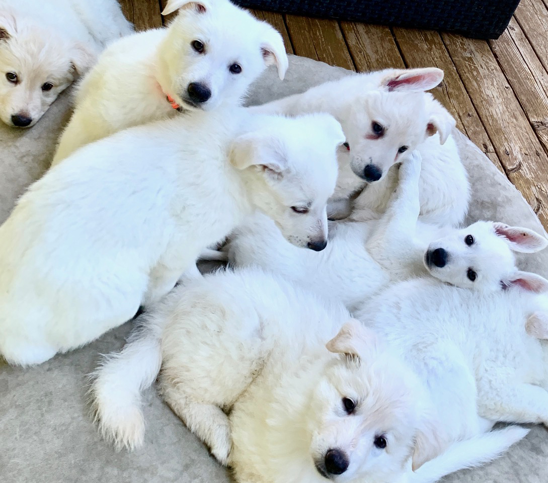 Past Litters Laguna Creek Ranch White German Shepherd Puppies California Past litters laguna creek ranch white german shepherd puppies california