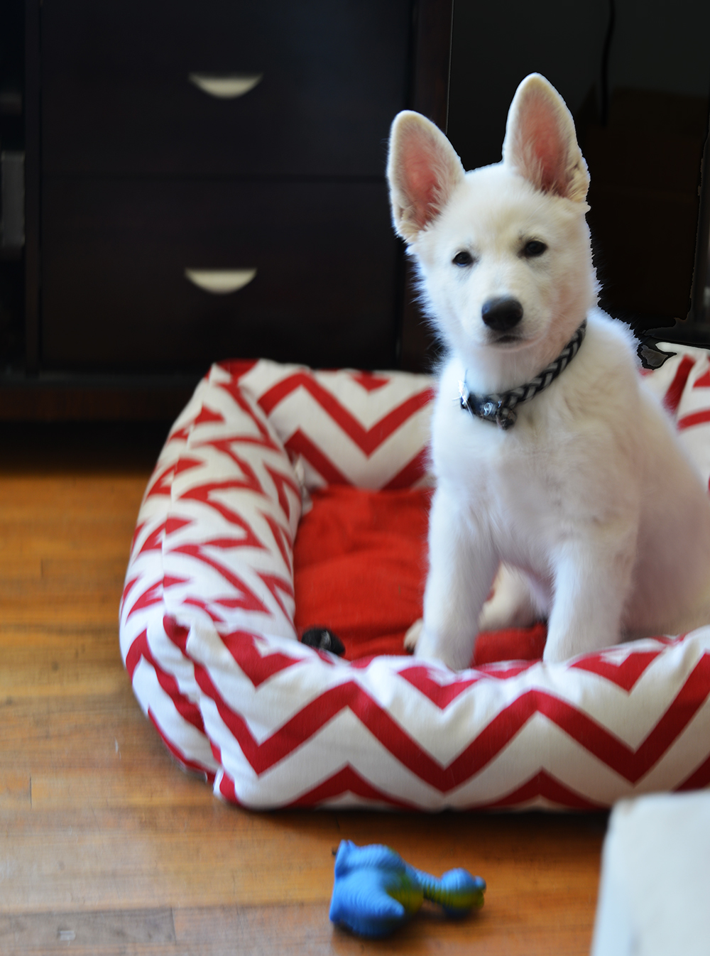 AKC German Shepherd Puppies (White) – Laguna Creek Ranch White German ...