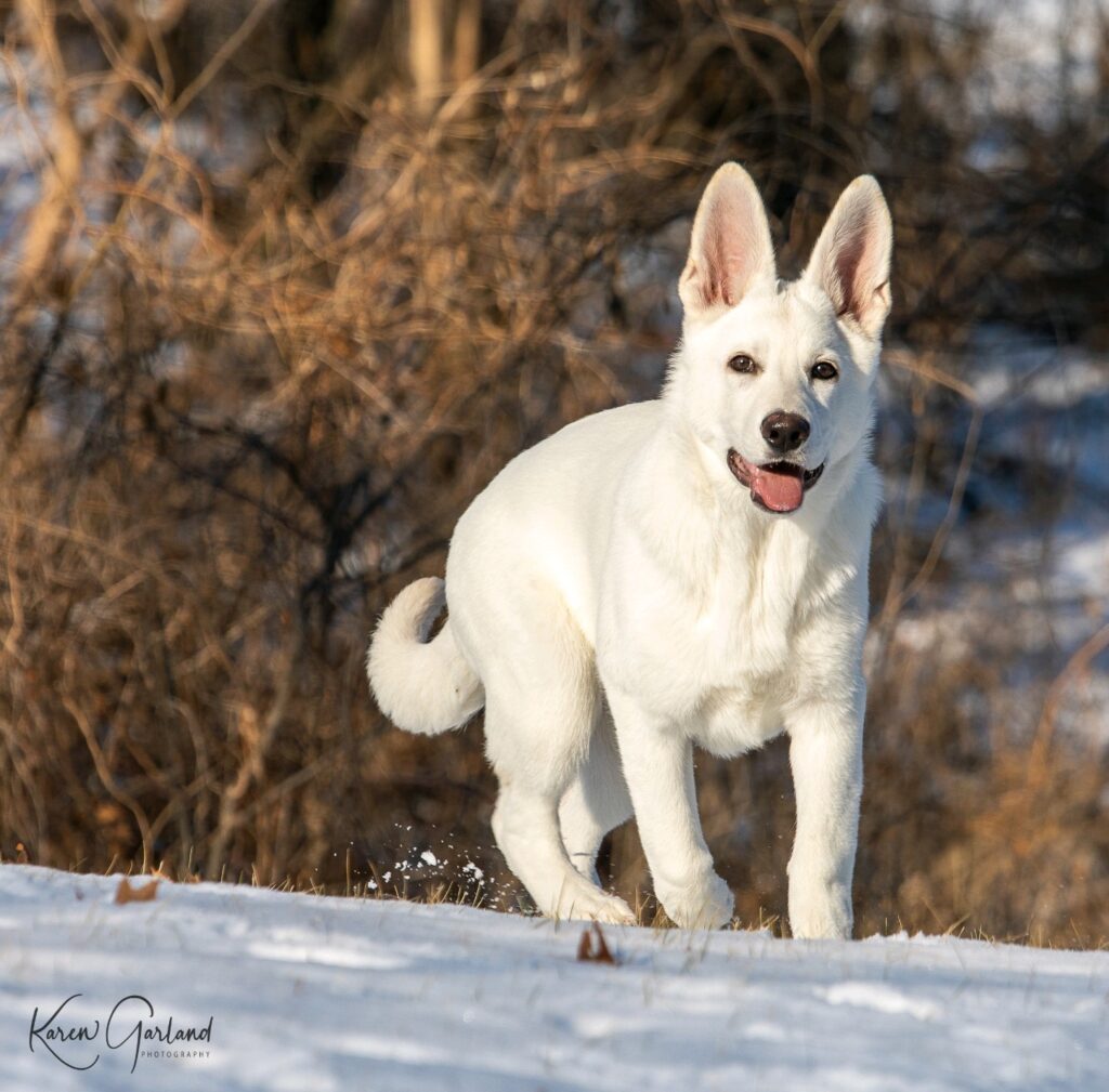 AKC German Shepherd Puppies (White) - Laguna Creek Ranch White German ...